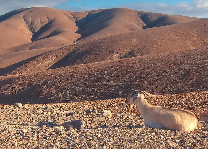 - Agua - Surf & Yoga * La Pared (Las Palmas)